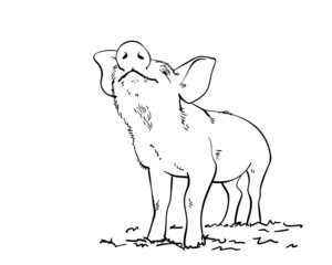 Sketch of sniffing pig, Hand drawn vector illustration