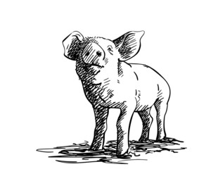 Sketch of pig, Hand drawn vector illustration with hatched shades
