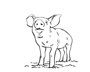Sketch of pig, Hand drawn vector illustration