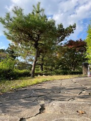 Obraz premium 湖と猫