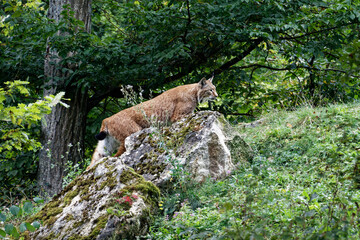 Luchs