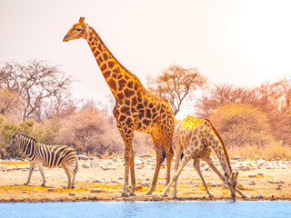 Giraffes and zebra at waterhole