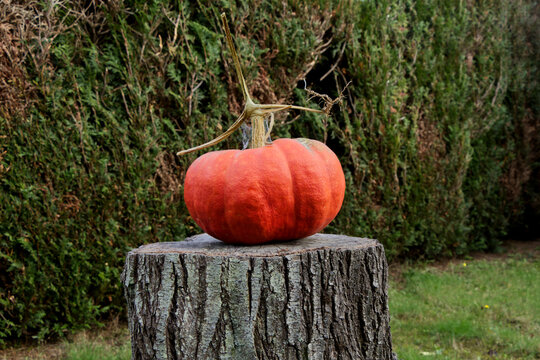 Citrouille d'Halloween sur tronc d'arbre coupe en gros plan