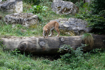 Luchs