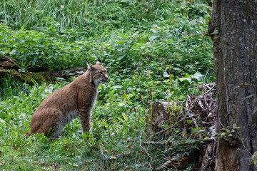 Luchs