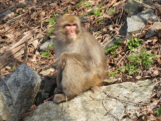 Obraz premium 白神山地のニホンザル