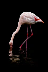 Foto op Aluminium pink flamingo on a black background © Hristo Shanov