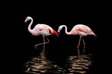 Tuinposter pink flamingo on a black background © Hristo Shanov