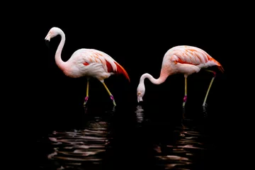 Foto op Canvas pink flamingo on a black background © Hristo Shanov