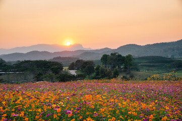 Colorful cosmos flower field and sunset on mountain