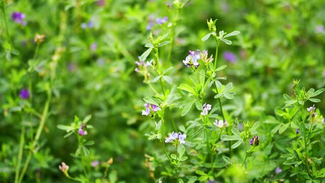 Lucerne. Purple alfalfa blossom, medicago sativa, in a field.