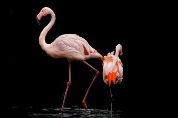 Gordijnen pink flamingo on a black background © Hristo Shanov
