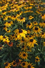 Obraz premium yellow flowers in the garden