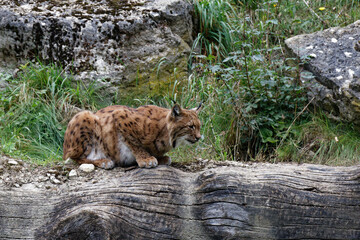 Luchs