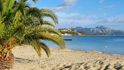 palm trees on the beach