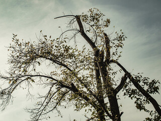 Silhouette of a tree against the sky.