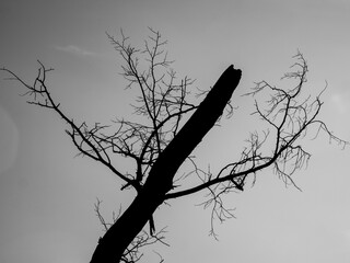 Silhouette of a tree against the sky.