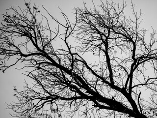 Silhouette of a tree against the sky.