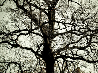 Silhouette of a tree against the sky.
