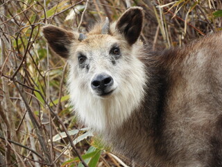 ニホンカモシカ