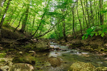 mountain river in a wild green forest beautiful landscape