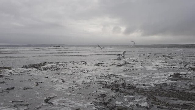 Flock of Seagulls Take Flight on Marazion Beach at St Michael's Mount in Cornwall near Penzance - Slow Motion