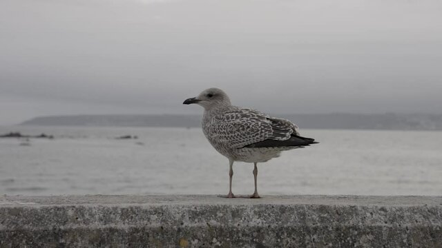 Bird Lifts Off from Beach Wall at St Michael's Mount in Cornwall near Penzance - Slow Motion