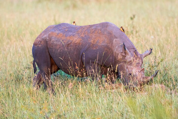 Black rhino grazing on the savanna  with yellow billed oxpecker