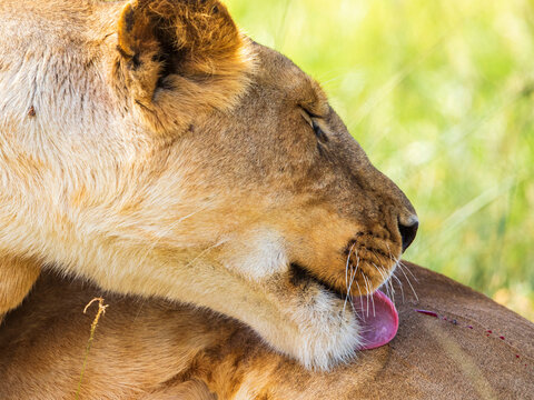 Female Lion with an injury to her leg as she licks