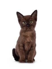 Cute dark brown Burmese cat kitten, sitting up facing front. Looking towards camera with attitude. isolated on a white background.