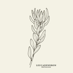 Sketch leucadendron flower illustration. South African native plant