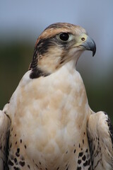 Portrait Faucon 