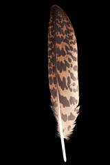 beautiful feathers bittern (Botaurus stellaris) close-up on a black background