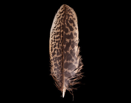 beautiful feathers bittern (Botaurus stellaris) close-up on a black background