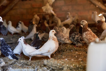 Warm house for birds. Breeding purebred pigeons at private yard. Hobby for the soul. Diet meat. Naturecore rural pastoral life concept Copy space