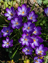 Purple crocuses Ruby Giant on blurred natural background. Selective focus. Big plan. Clear sunny spring day. Nature of North Caucasus in March. Nature concept for design.