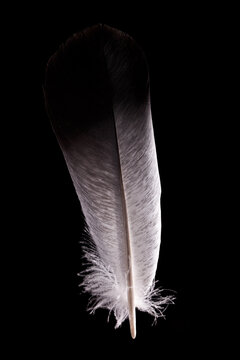 The feather of a wild pigeon Columba livia domestica on a black background