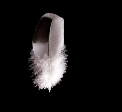 The feather of a wild pigeon Columba livia domestica on a black background