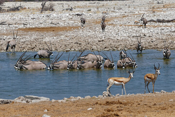 Oryxe am Wasserloch Okaukuejo