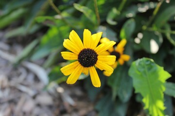 yellow flower in the garden