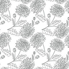 Seamless pattern with black outlined chrysanthemum flowers, buds, and leaves on white isolated background. Beautiful vector texture