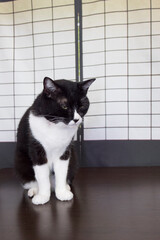 たたずむハチワレ猫