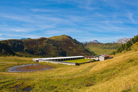 A cow shed building at Laghi di Festons alpine meadow on Sella Festons near Sauris di Sopra, Udine Province, Friuli-Venezia Giulia, north east Italy. Used as a summer pasture for dairy cows, or malga
