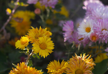 Yellow flowers blooming with blured purple flowers in background.(American Dogweed)