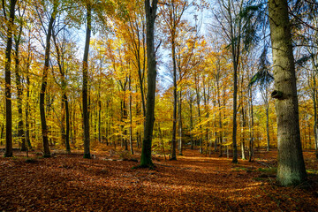Obraz premium Golden Autumn in a beautiful Forest