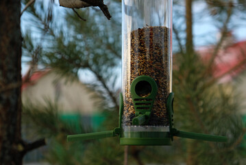 Green plastic bird feeder with seeds on a tree in the city park or autumn forest. Feed for wild birds in cold season. House with a red roof and Pine tree background.