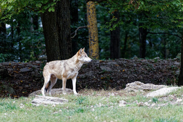 Wolf
