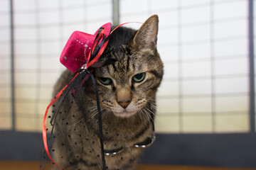 帽子とサングラスがずれたキジトラ猫