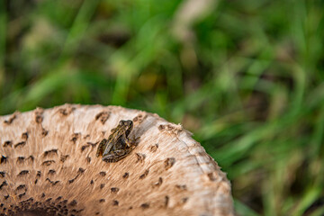 Frog on mushroom in the autumn.