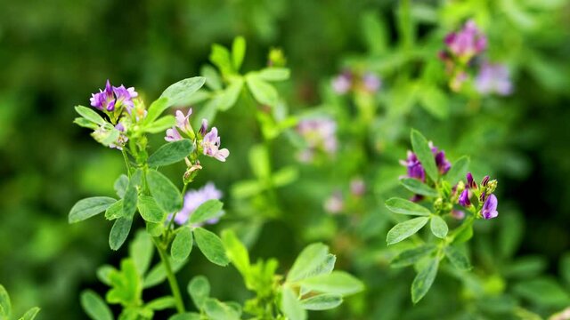Lucerne. Purple flowers, stems and leaves of valuable forage crops of alfalfa background. Close up.